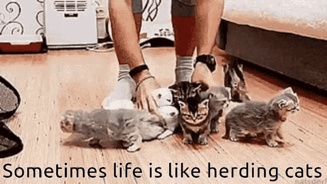 Herding Cats 101 Be a Project Management Rockstar