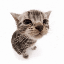 a kitten with a red ball in its mouth is looking up at the camera .