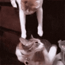 Operation Capture And Kiss GIF - Cat Kitty Love GIFs