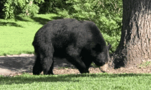 bear black bear walking animal wandering