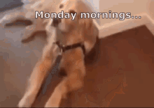 It'S Monday GIF - Dog Lazy Lie Down GIFs