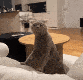 Cat Funny Cat Smell Feet GIF - Cat Funny Cat Cat Smell Feet GIFs