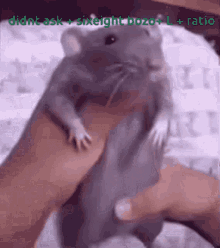 Rat Ratio GIF - Rat Ratio Didnt Ask GIFs