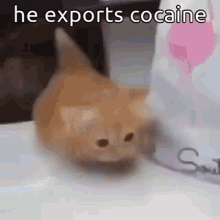 Drugs Cat GIF - Drugs Cat Drug Dealer GIFs