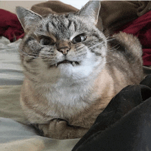 Cats Angry Cat GIF - Cats Angry Cat Cat Angry GIFs