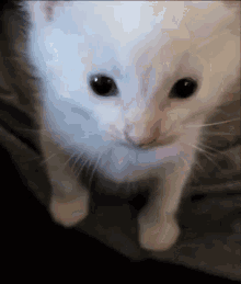Herbert The Cat GIF - Herbert The Cat GIFs