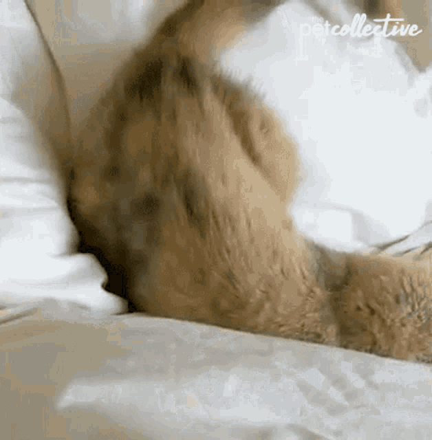 Meowy Gifs with Fluff Collective