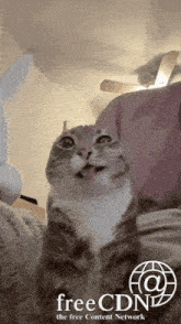 a cat sticking its tongue out with the free content network logo in the background