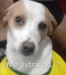 a dog wearing a yellow shirt with the words me extranas on it