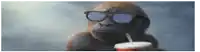 a gorilla wearing sunglasses is drinking from a cup