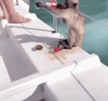 Monkey Jump Off Boat GIF - Monkey Jump Off Boat Monkey Jump GIFs