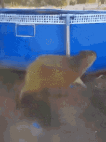 Pool Capybara GIF - Pool Capybara Jump GIFs