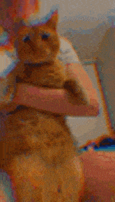 a blurry picture of a person holding a cat in their lap .