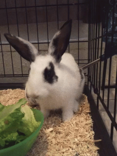 Bunny Rabbit GIF - Bunny Rabbit - Discover & Share GIFs