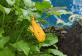 Pleco Fish GIF - Pleco Fish Catfish GIFs