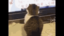 Suprise Cat GIF - Suprise Cat Cats GIFs