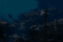 Ariel Swimming GIF