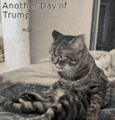 a cat sits on a bed with the words another day of trump written above it