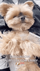 Combing The Fur Duckytheyorkie GIF - Combing The Fur Duckytheyorkie Ducky GIFs