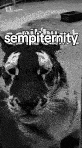 a black and white photo of a tiger 's face with the words `` sempiternity '' above it .