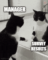 Cat Manager GIF - Cat Manager GIFs
