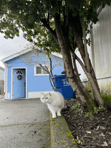 a white cat standing in front of a blue recycling bin that says rec