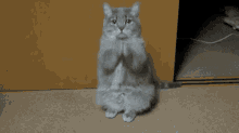 What The Fuck Are You Doing Wtf GIF - What The Fuck Are You Doing Wtf Cat GIFs