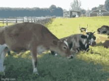 Cow Sneeze GIF