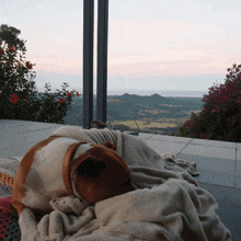 Let Sleeping Dogs Lie Dreaming Of Mooh Johhny Depp GIF