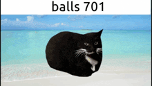 a black cat is laying on a beach with the words balls701 above it