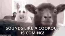Funny Animals Goats GIF - Funny Animals Goats Meeee GIFs