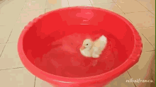 What A Wonderful World GIF - Ducks Ducklings Baby GIFs