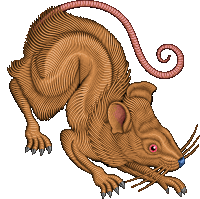 Rat Rodent Sticker - Rat Rodent Stickers