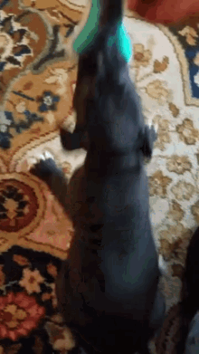 Funny Animals Sofaking GIF - Funny Animals Sofaking Give Me This GIFs