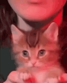 a person is holding a kitten in their arms and it is looking at the camera .