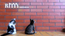 Ash Kitty Cat GIF