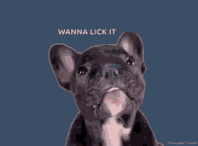 Wanna Lick It Dog GIF
