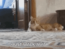 Cat Fuck This GIF - Cat Fuck This Nevermind GIFs
