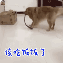 金毛犬 狗 可爱 GIF - Golden Retriever Dog Cute GIFs