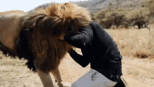 lion dean schneider hug embrace cuddle