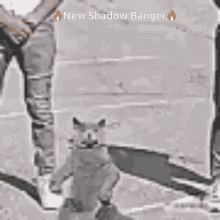 Shadow Banger Shadow From Discord GIF - Shadow Banger Shadow From Discord New Shadow Banger GIFs