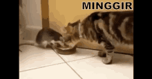 Jangan Nangis GIF - Kucing Tikus Rebutan GIFs
