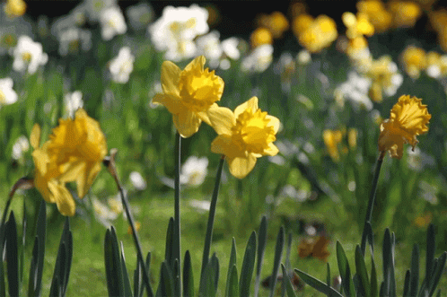 Spring Daffodils GIF - Spring Daffodils Flowers - Discover & Share GIFs