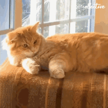 Catching The Pet Collective GIF
