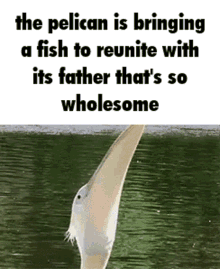 Pelican Nemo GIF - Pelican Nemo Wholesome GIFs