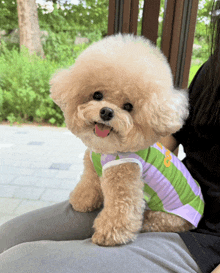 a small brown poodle wearing a purple and green striped shirt