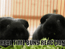 rabbit real time buns reaction bunny