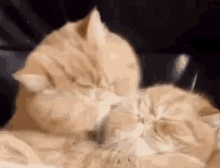 Cats Love GIF - Cats Love Licking GIFs