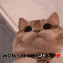 Wow Ur Awesome GIF - Wow Ur Awesome GIFs