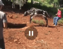 Cows Animals GIF - Cows Animals Herd GIFs